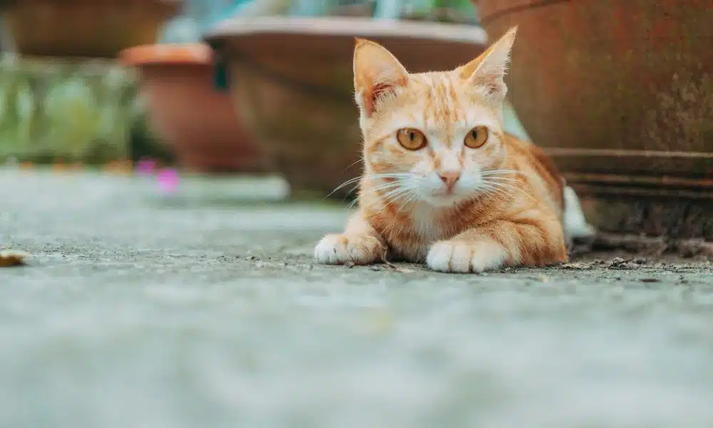 Résolution efficace des problèmes de comportement chez le chat Guide