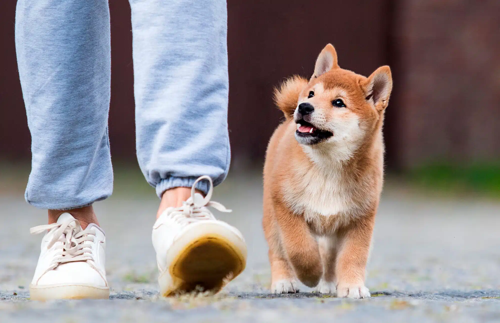 Pourquoi souscrire à une mutuelle pour vos animaux Avantages et bénéfices